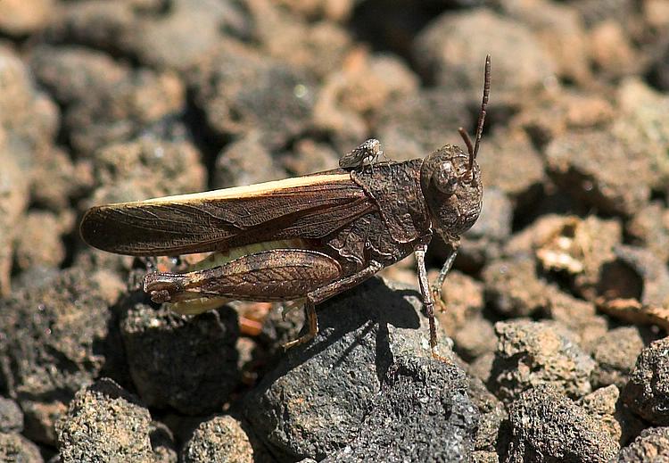 Mother grasshopper with baby passenger.
