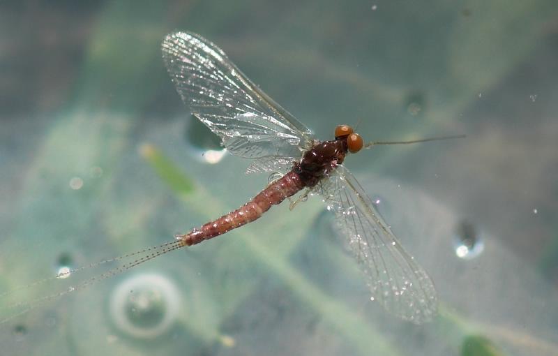 Rusty spinner