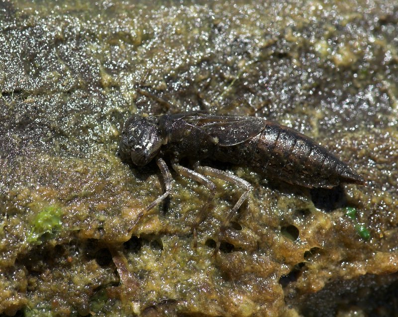 dragonfly nymph, Manzanita Lake.