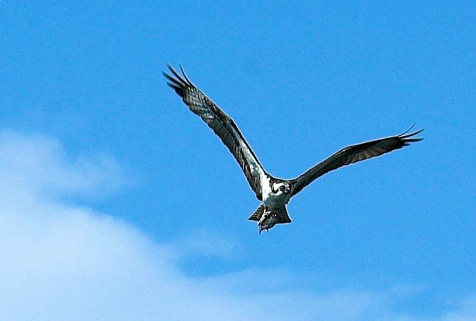 osprey with fish