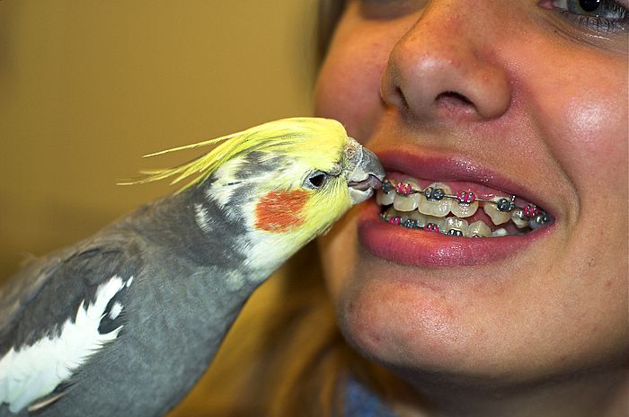 Cockatiel Floss.