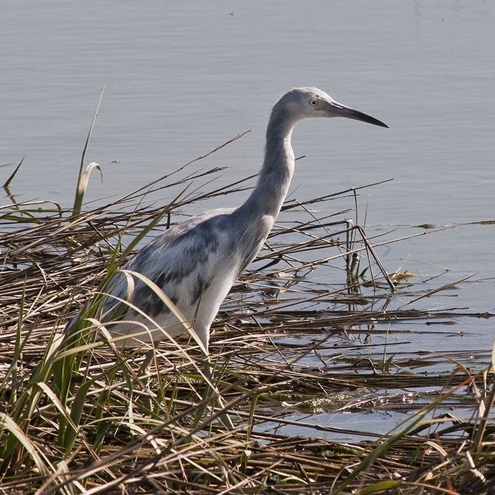 Some of the Birds of Tijuana River Preserve