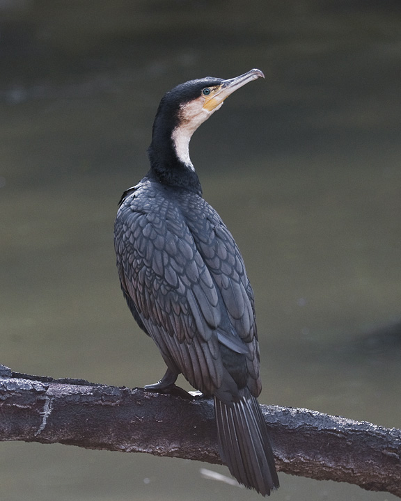 Cormorant