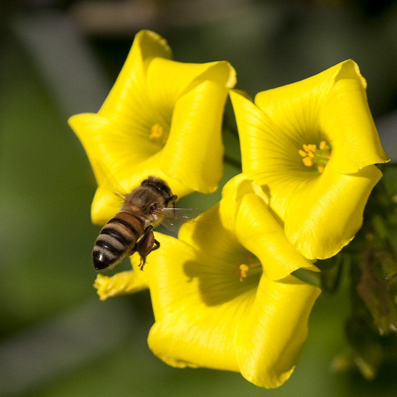 Macro Bees and Flies