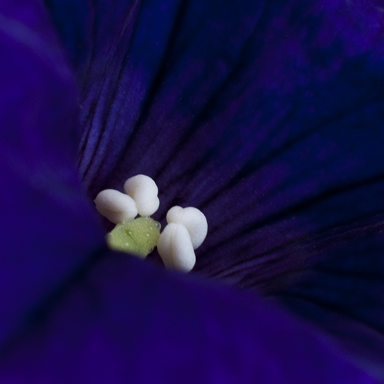 Macro With Extension Tube