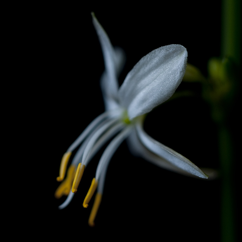 Macro of a Very Small Flower