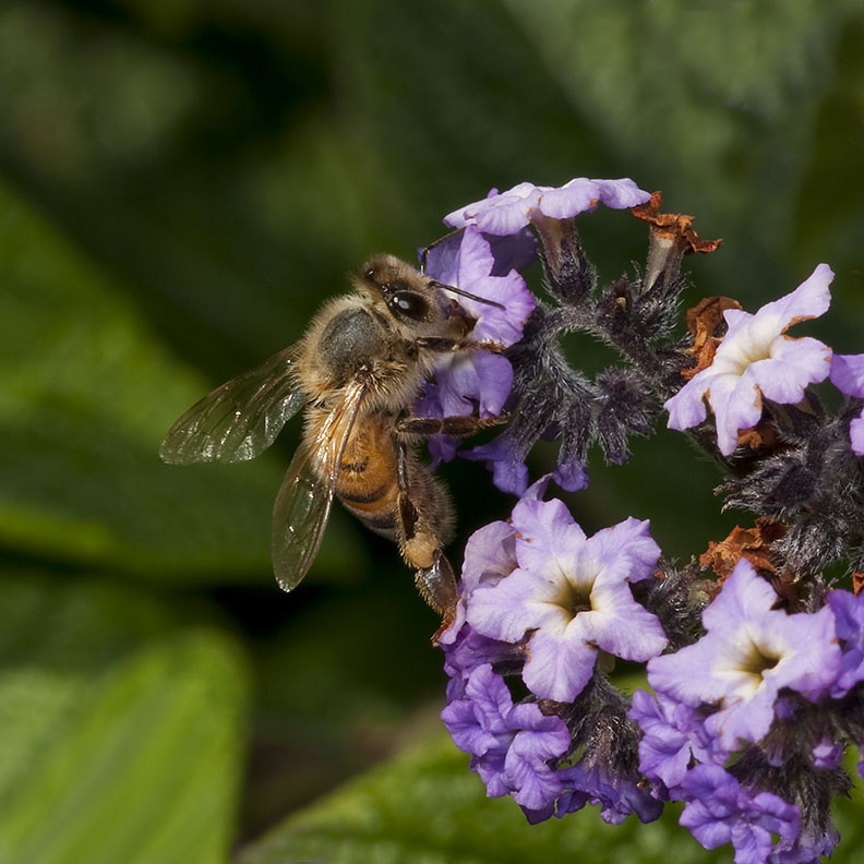 Bee on Flower 91