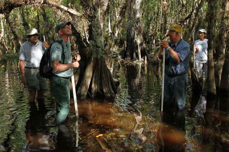 The Joy of Swamp Walking
