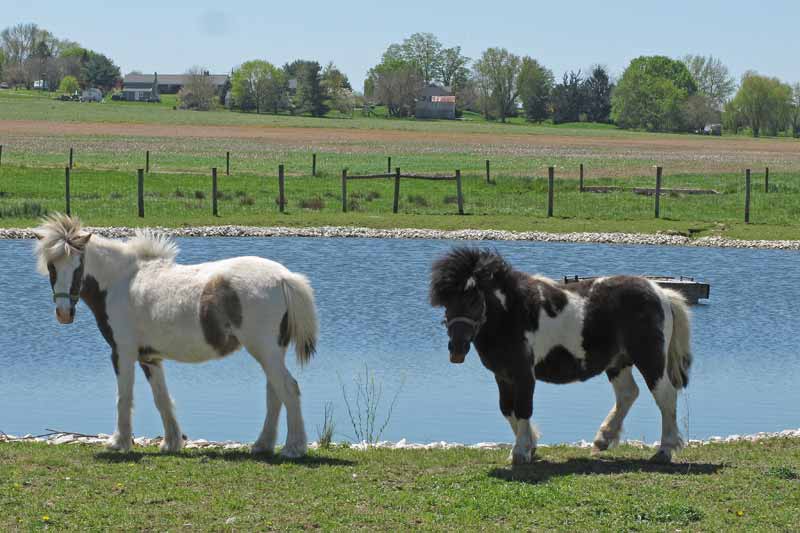 Pond Ponies