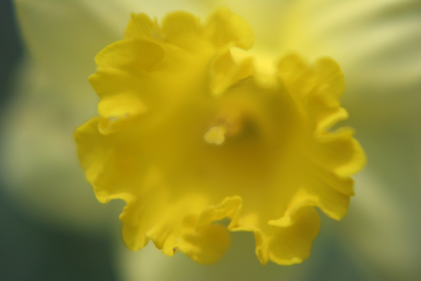 Intimate Daffodil