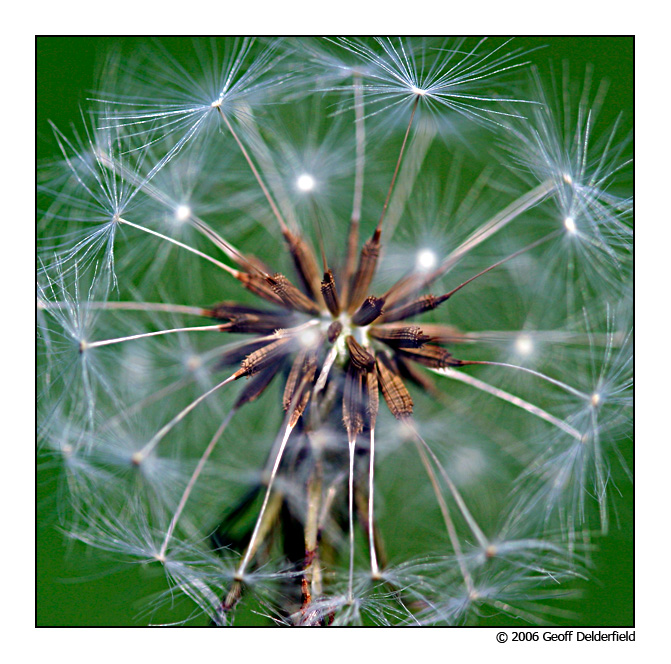 dandelion close square crop.jpg