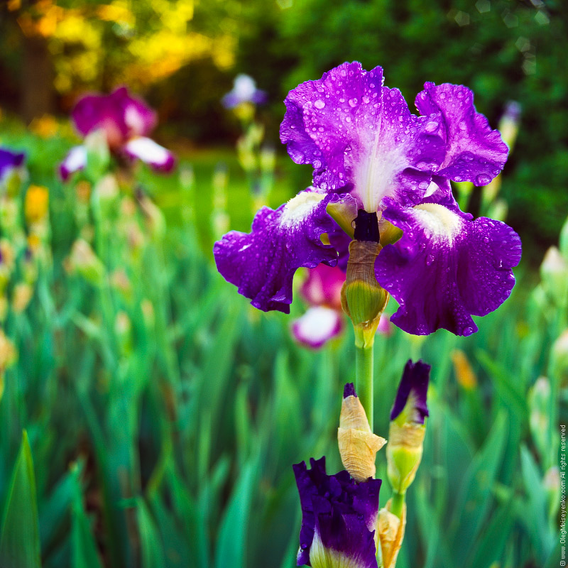 Iris Flower under Rain