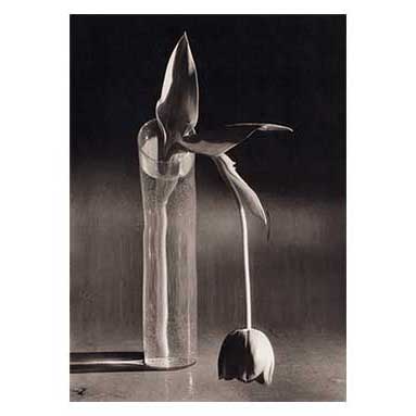 Melancholic tulip, 1939