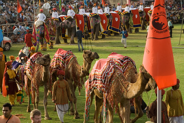 Elephant Festival camels.jpg