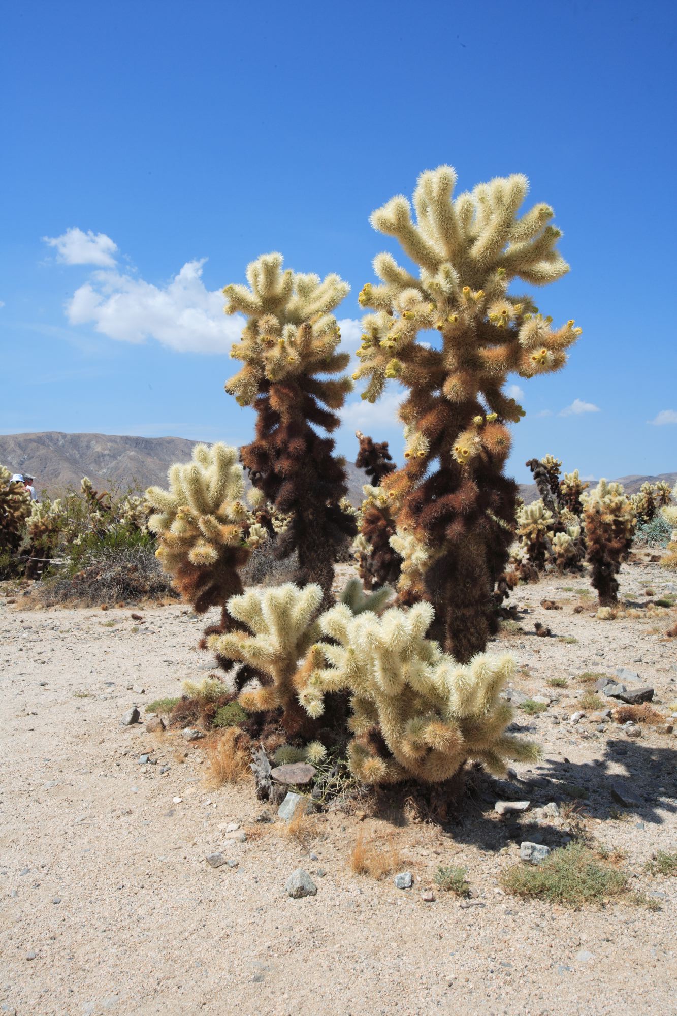 Cholla Cactus Garden