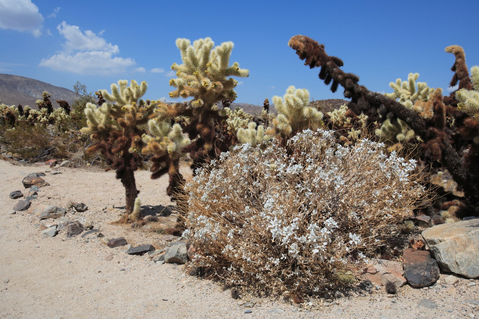 Cholla Cactus Garden