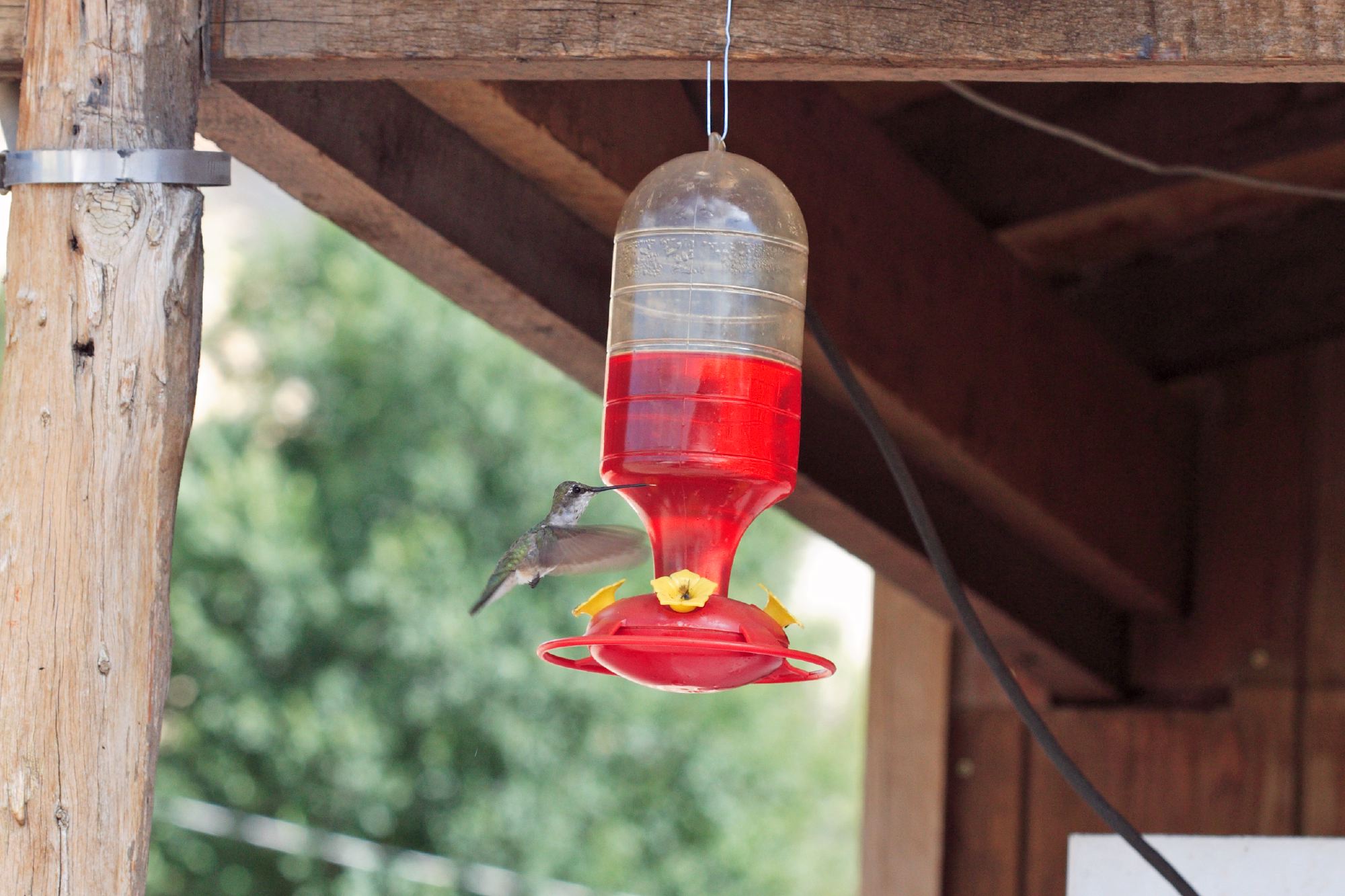 Un colibri