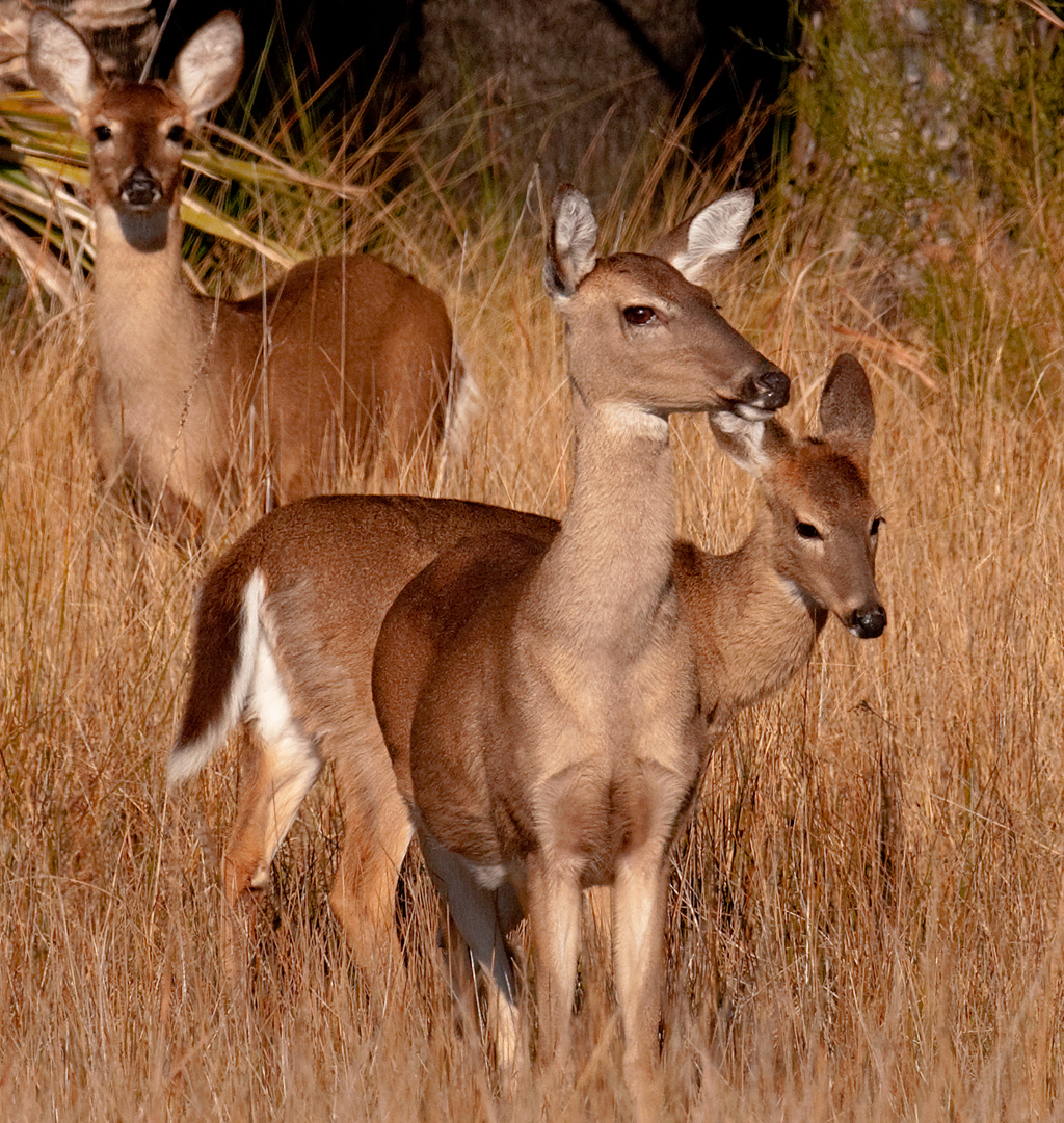 White-tailed Deer