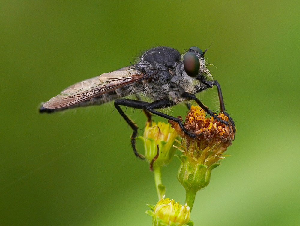Robber Fly 食蟲虻