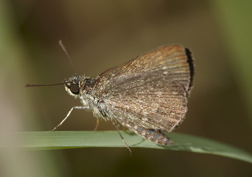 Aeromachus jhora 寛鍔弄蝶