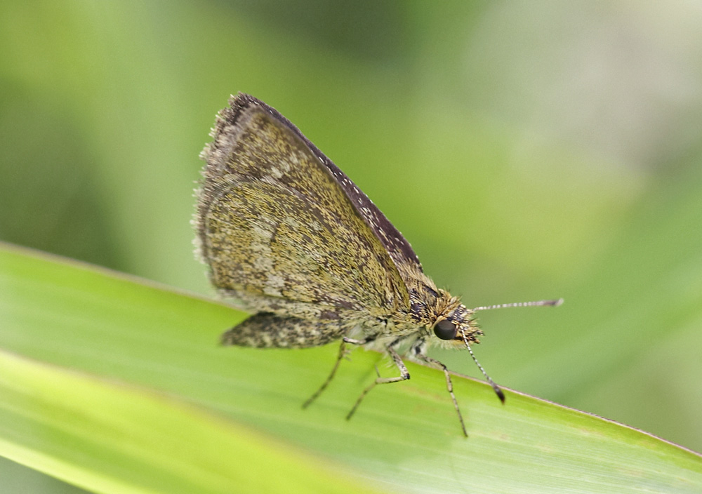 Aeromachus jhora 寛鍔弄蝶