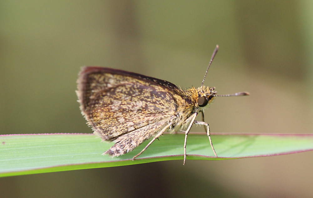 Aeromachus jhora 寛鍔弄蝶
