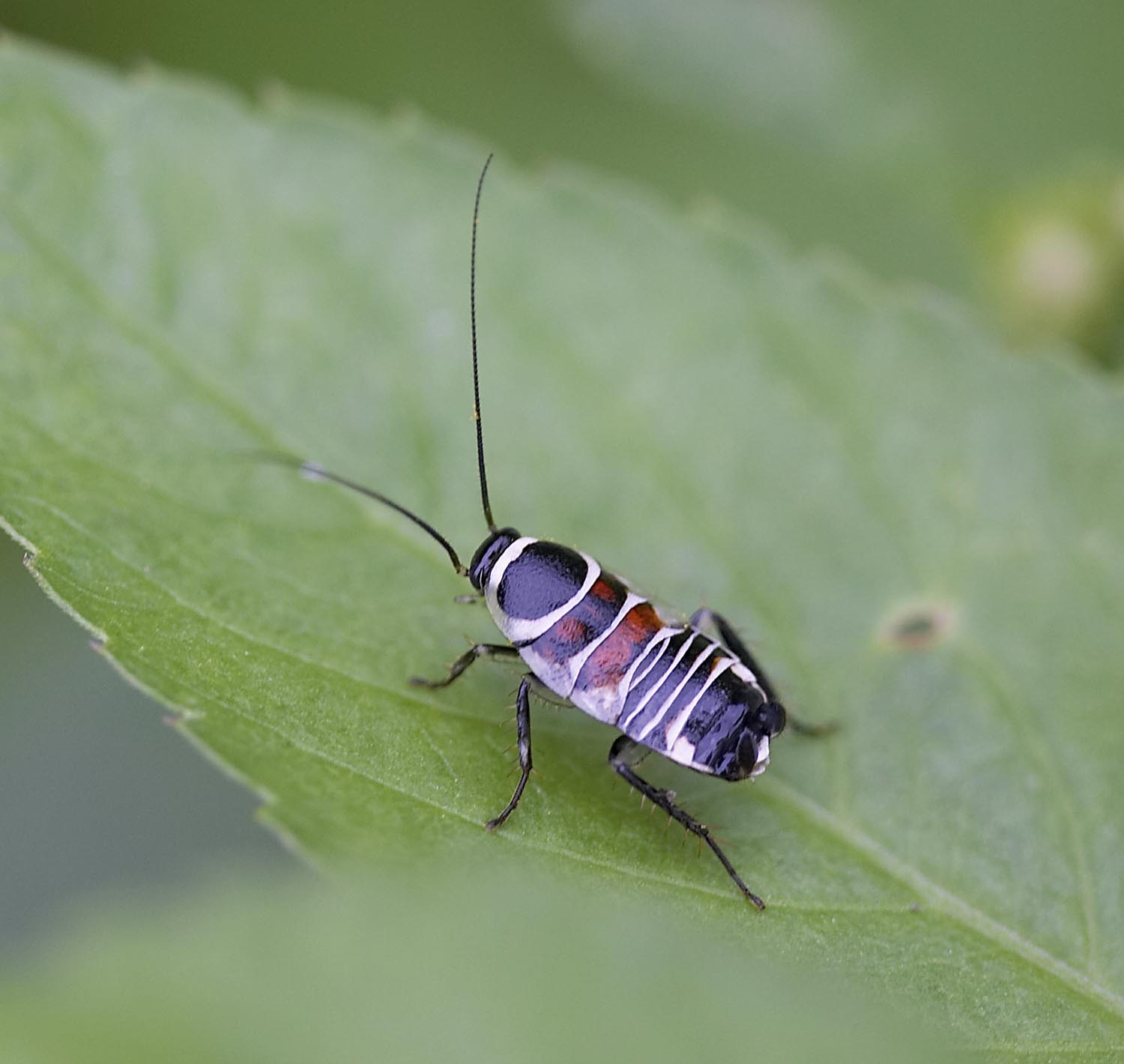 Blattellid Cochroach