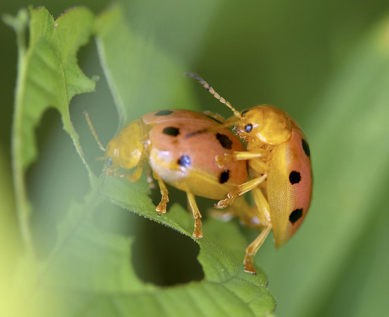Oides decempunctatus 葡萄十點甲蟲