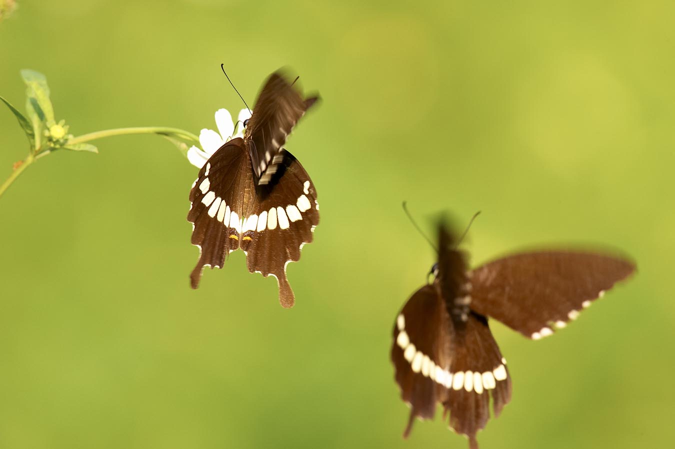 Common Mormon 玉帶鳳蝶 Papilio Polytes (Form mandane)