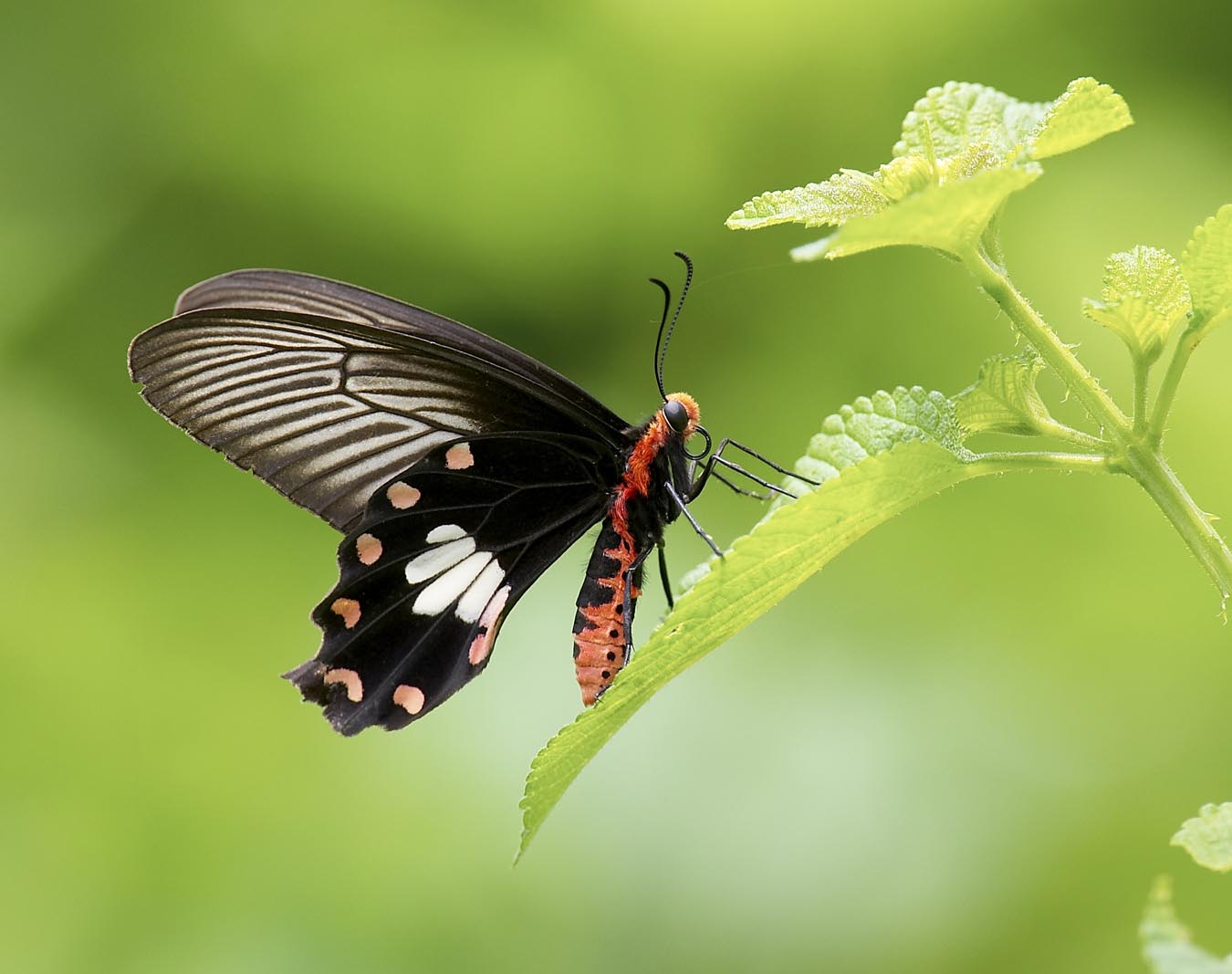 Common Rose 紅珠鳳蝶Pachliopta Aristolochiae