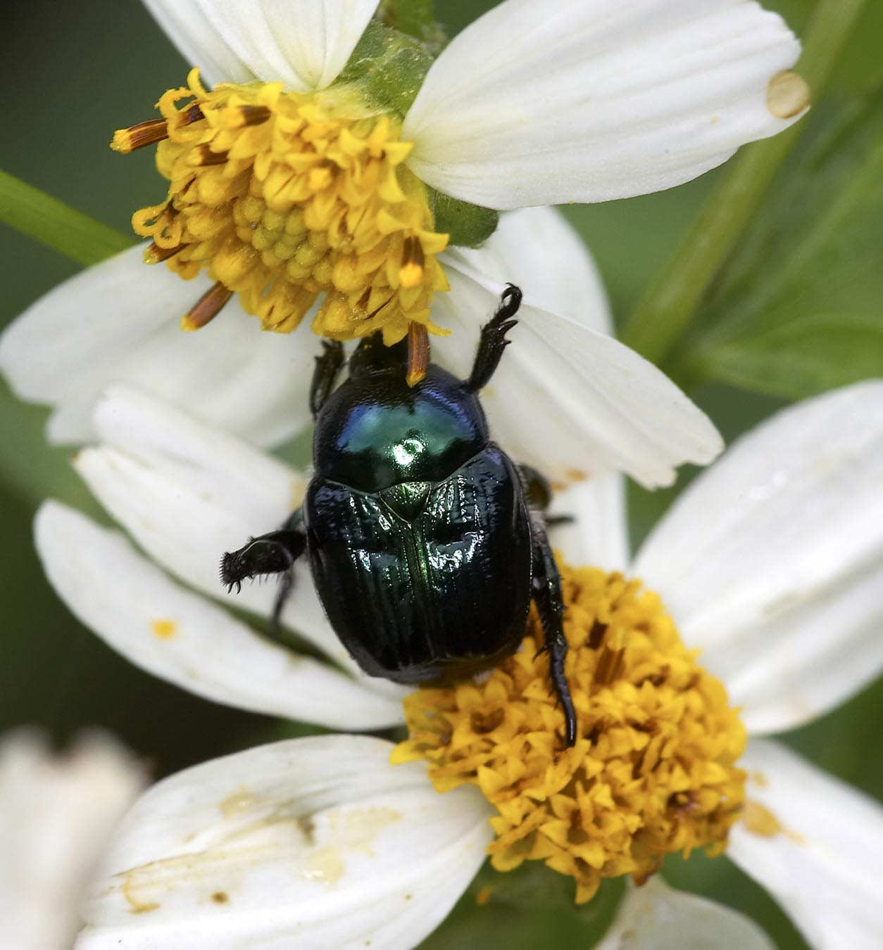 Shining Leaf Chafer 棉花弧麗金龜 Popillia mutans