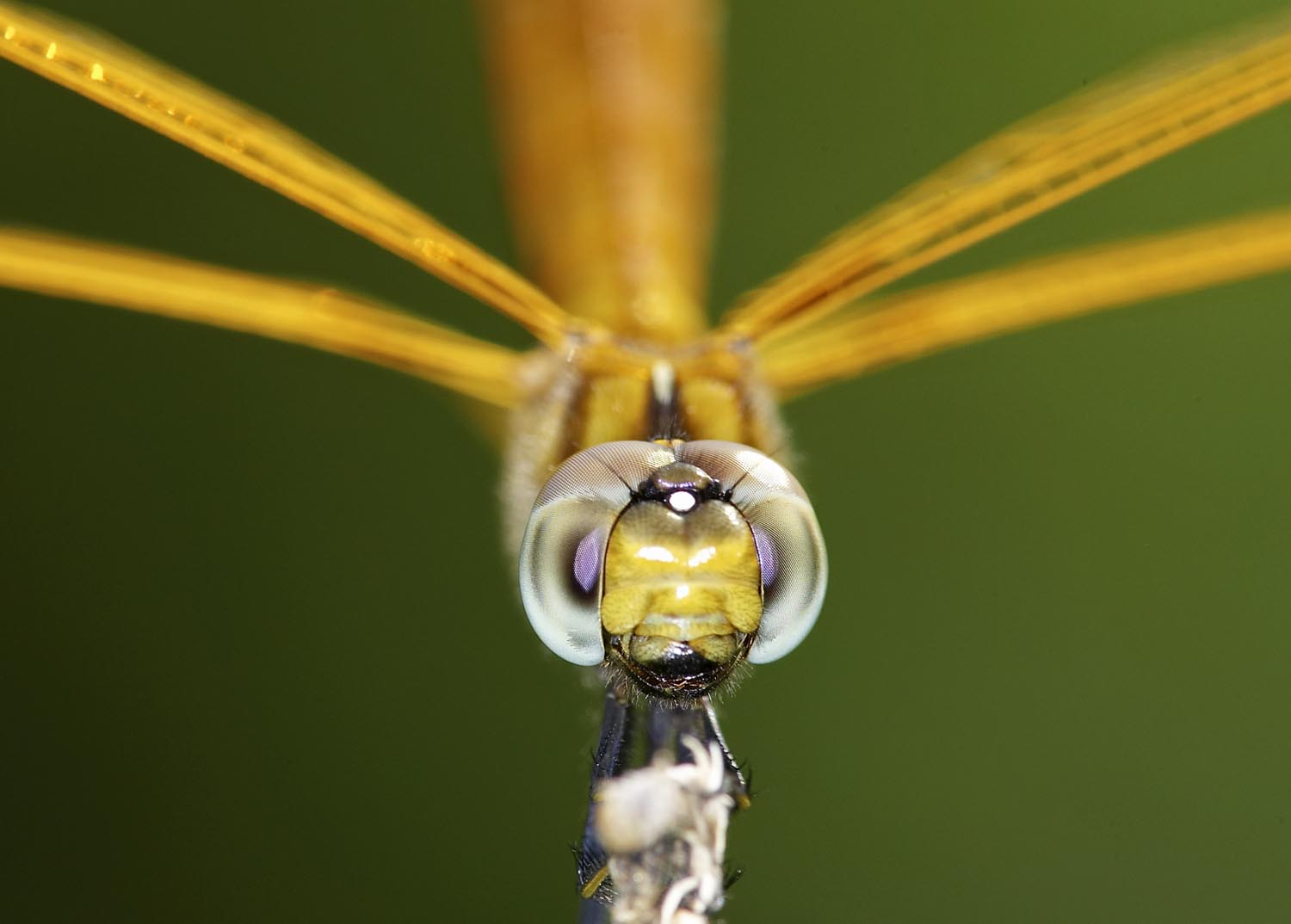 Crimson Darter (Female) 紅蜻 Crocothemis servilia