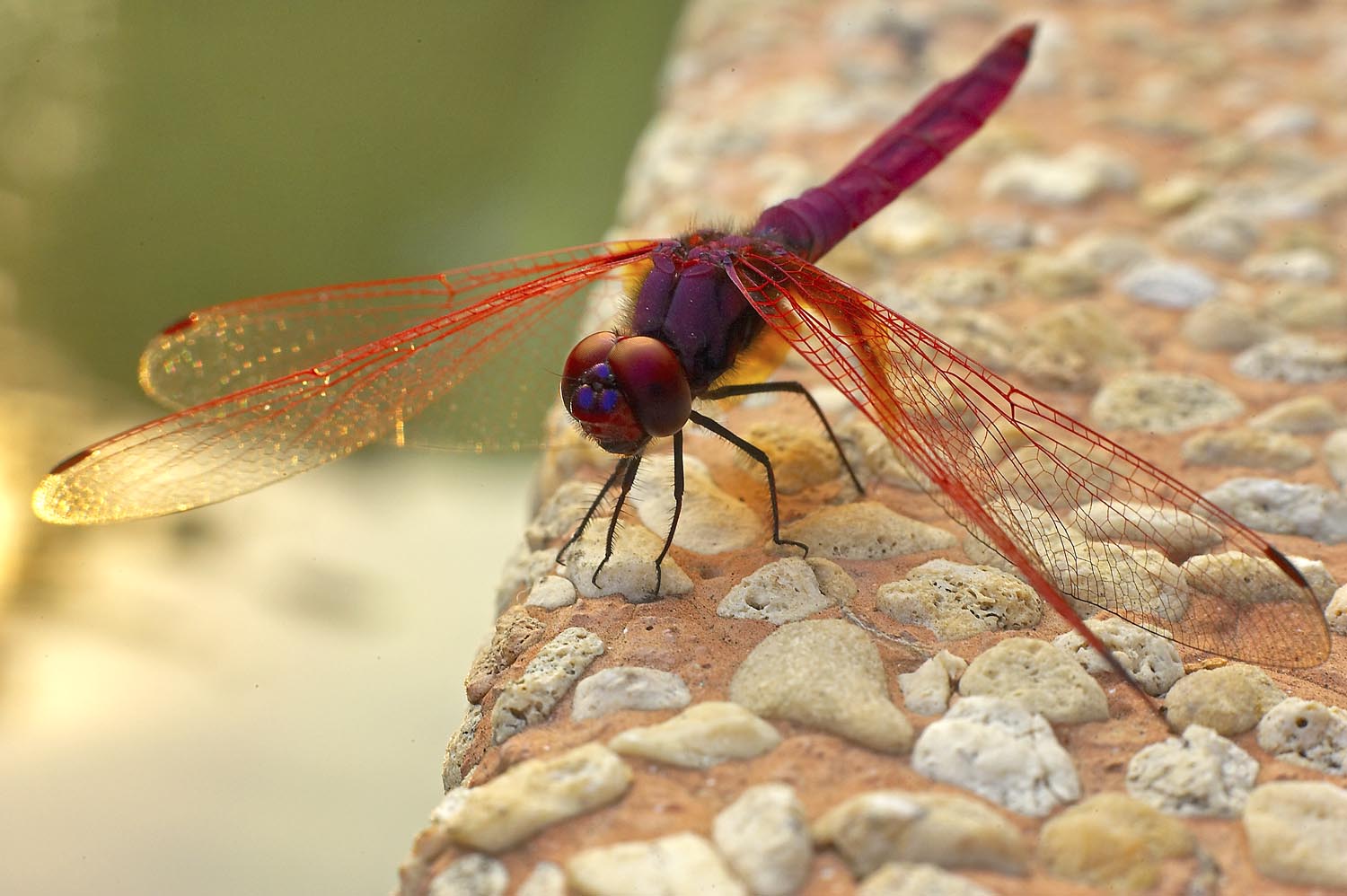 Crimson Dropwing 曉褐蜻 Trithemis aurora