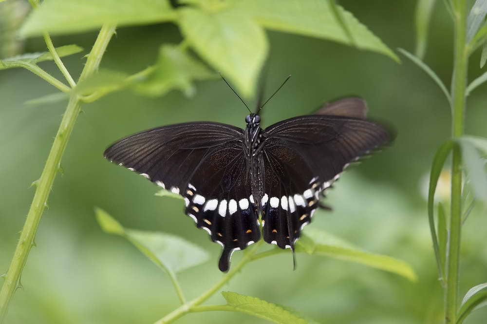 Common Mormon 玉帶鳳蝶 Papilio Polytes (Form mandane)