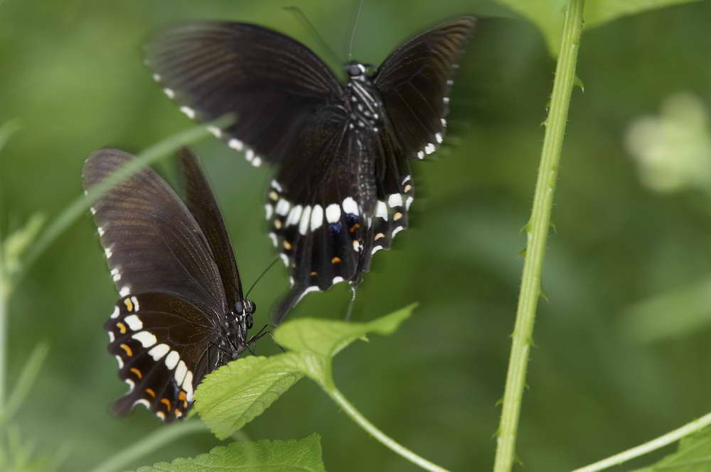 Common Mormon 玉帶鳳蝶 Papilio Polytes (Form mandane)