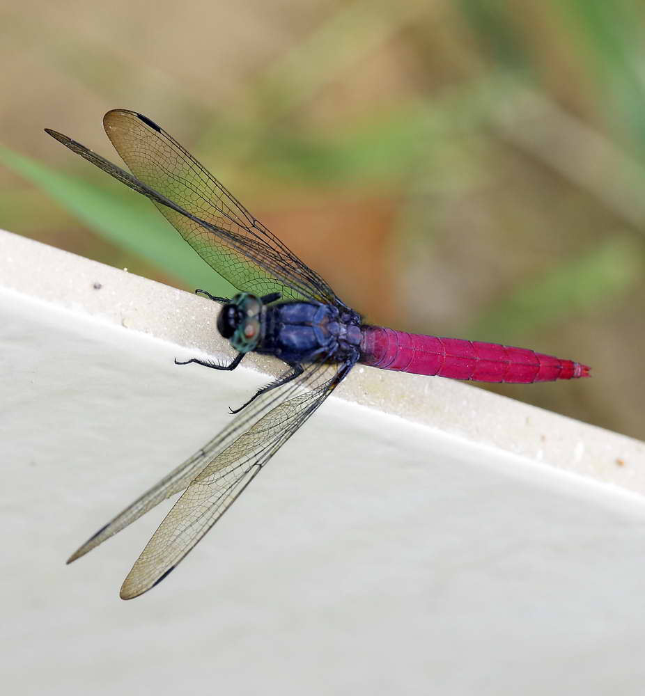 Common Red Skimmer  赤褐灰蜻 Orthetrum pruinosum