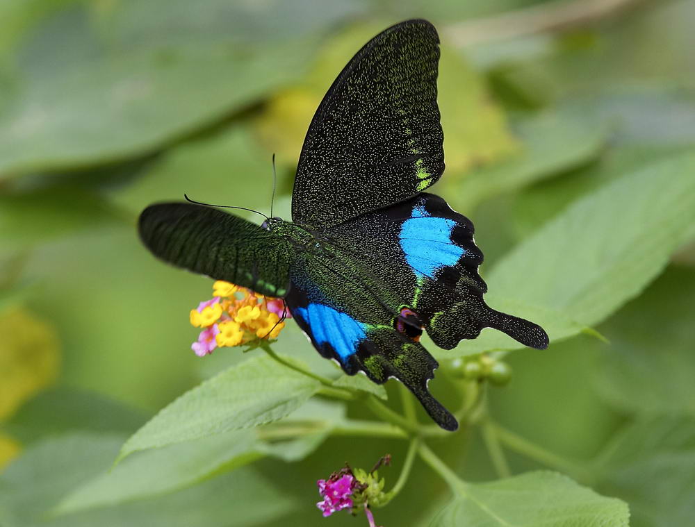 Paris Peacok 巴黎翠鳳蝶 Papilio paris