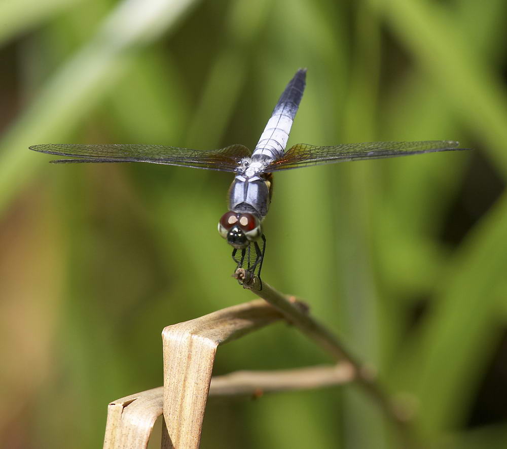 Common Blue Skimmer 黑尾灰蜻 Orthetrum glaucum