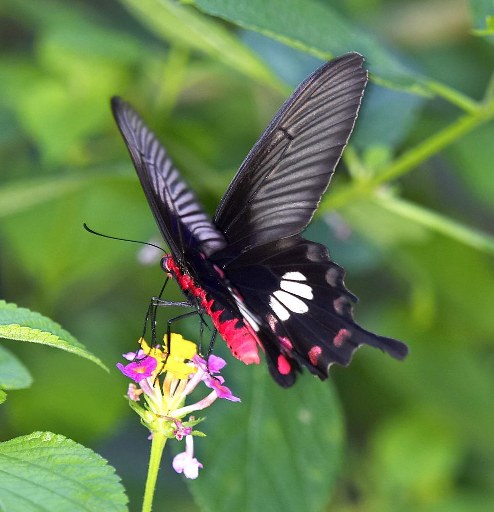 Common Rose 紅珠鳳蝶Pachliopta Aristolochiae