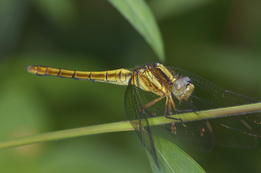 Crimson Dropwing 曉褐蜻 Trithemis aurora