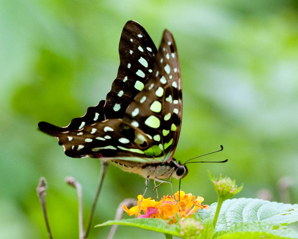 Tailed Jay 統帥青鳳蝶 Graphium agamemnon