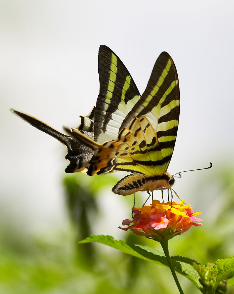 Five-bar Swordtail 綠鳳蝶 Pathysa antiphates