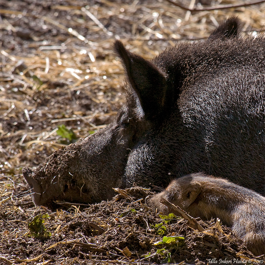 Napping with mum