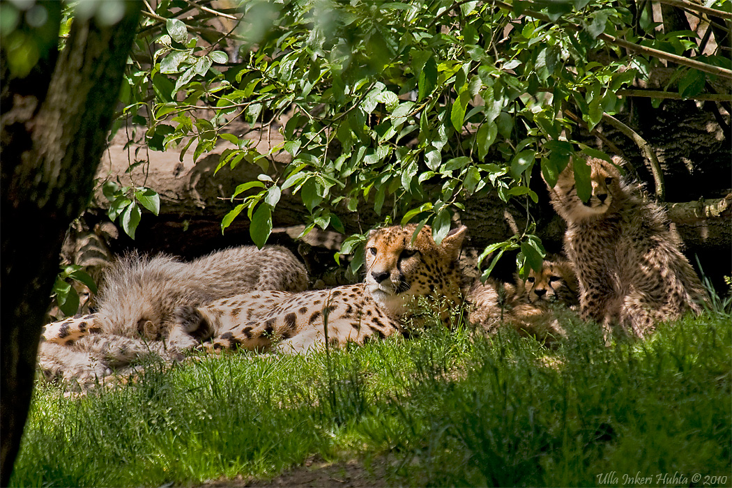 Cheetahs, Luanga and her 8 cubs