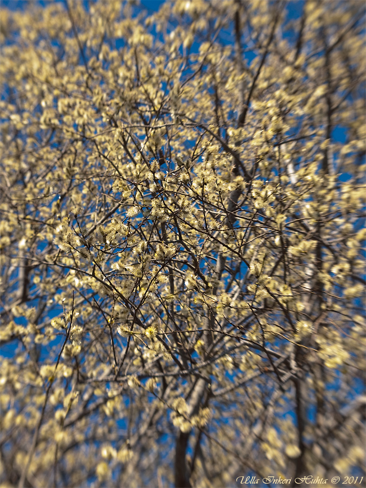 Goat Willow in 3D, Lensbaby
