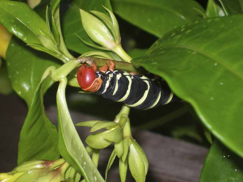 frangipani caterpillar