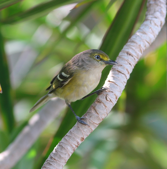 white eyed vireo