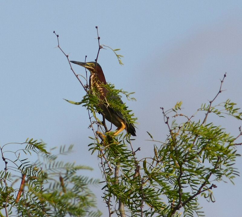 green heron