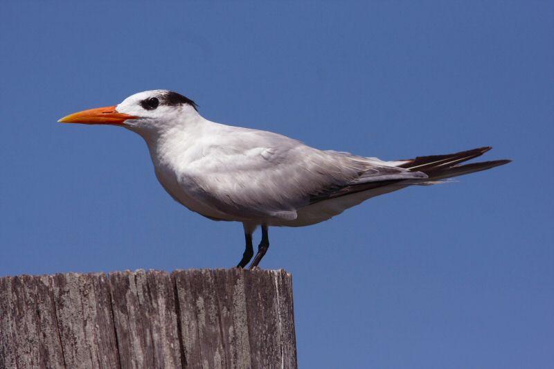 royal tern