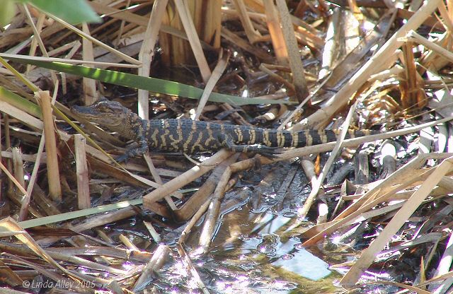 gator baby